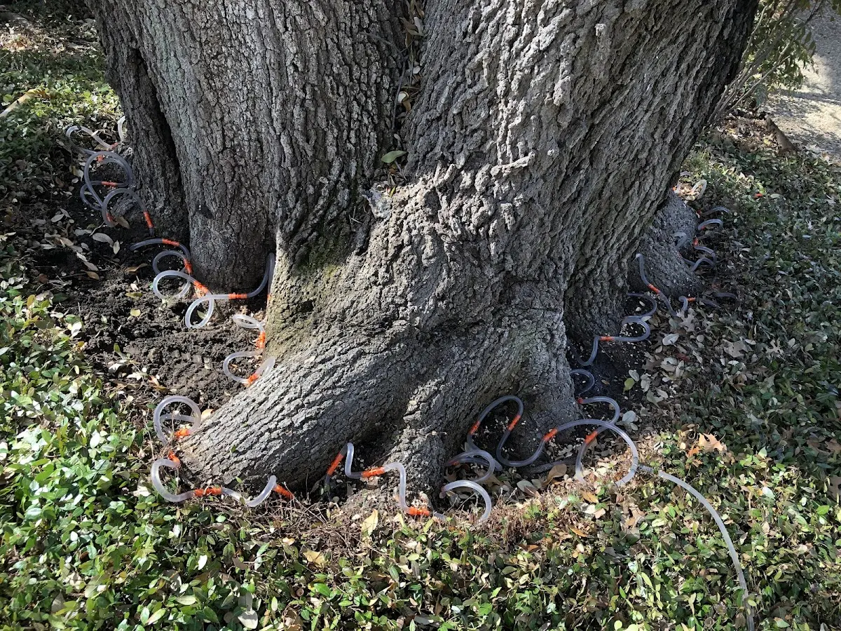 Detailed Tree Cabling and Bracing job site in Hays
