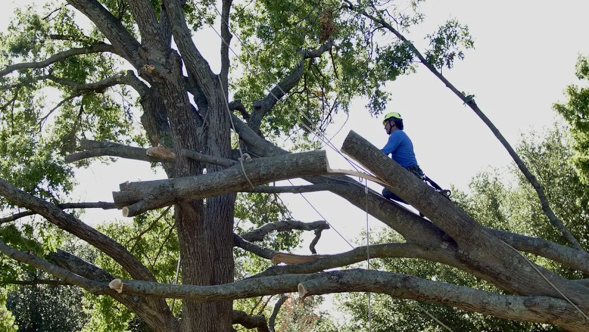 Professional Crown Thinning performed by certified arborists in Hays